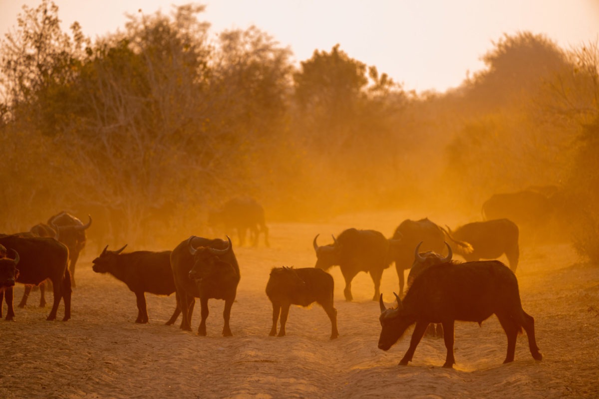 chobe buffaloes at sunrise