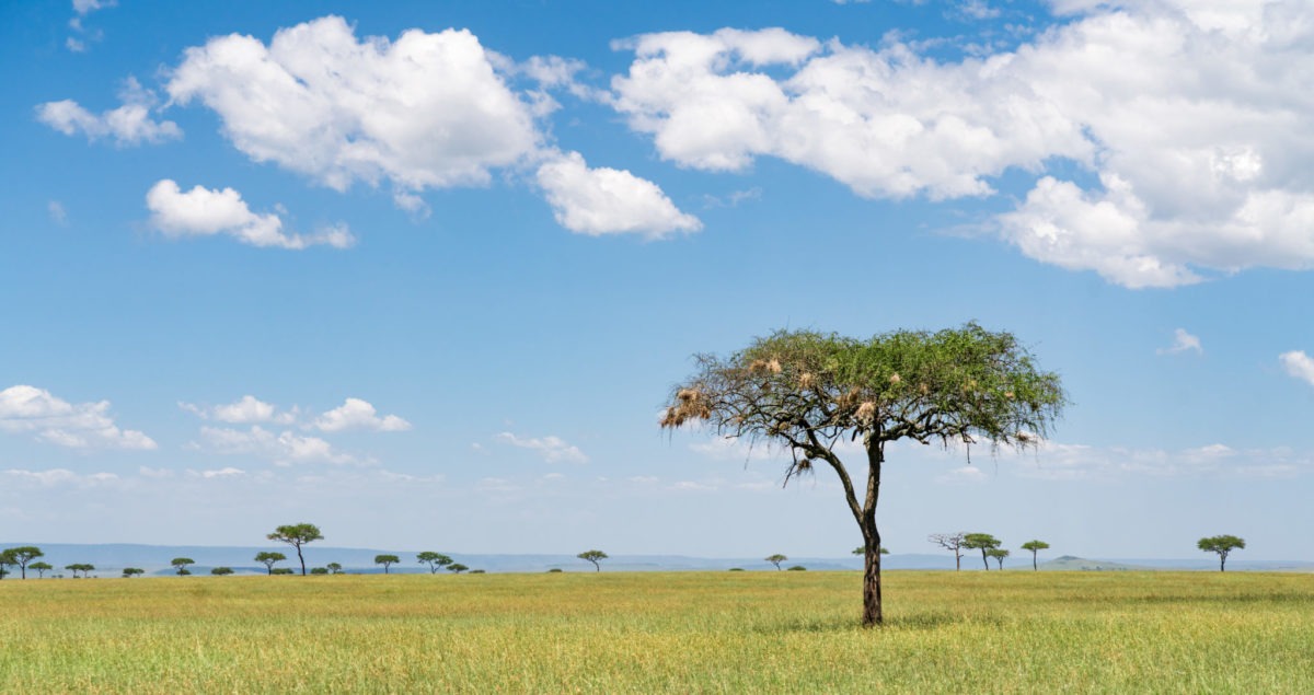 lamai serengeti landscape 1