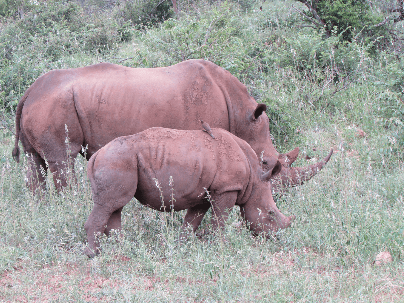 love rhinos