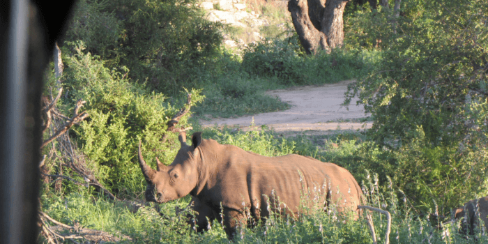 rhino on safari