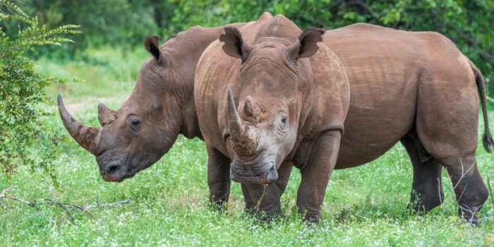 rhino timbavati big5