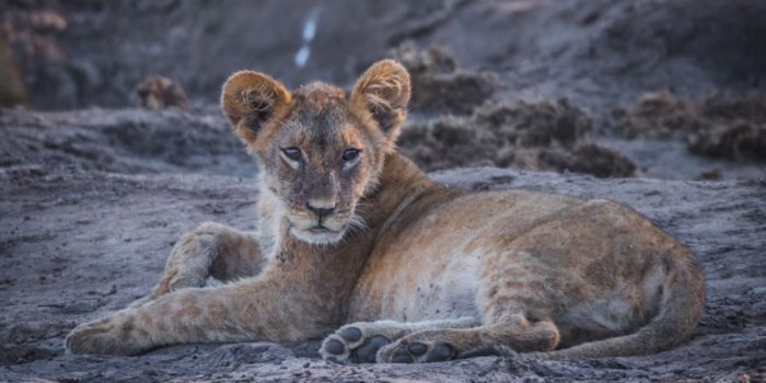 barnes family blog botswana lion cub at water