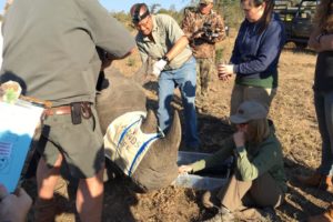 rhino notching conservation