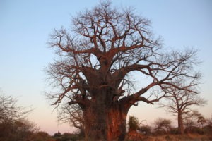 baobab makuleke