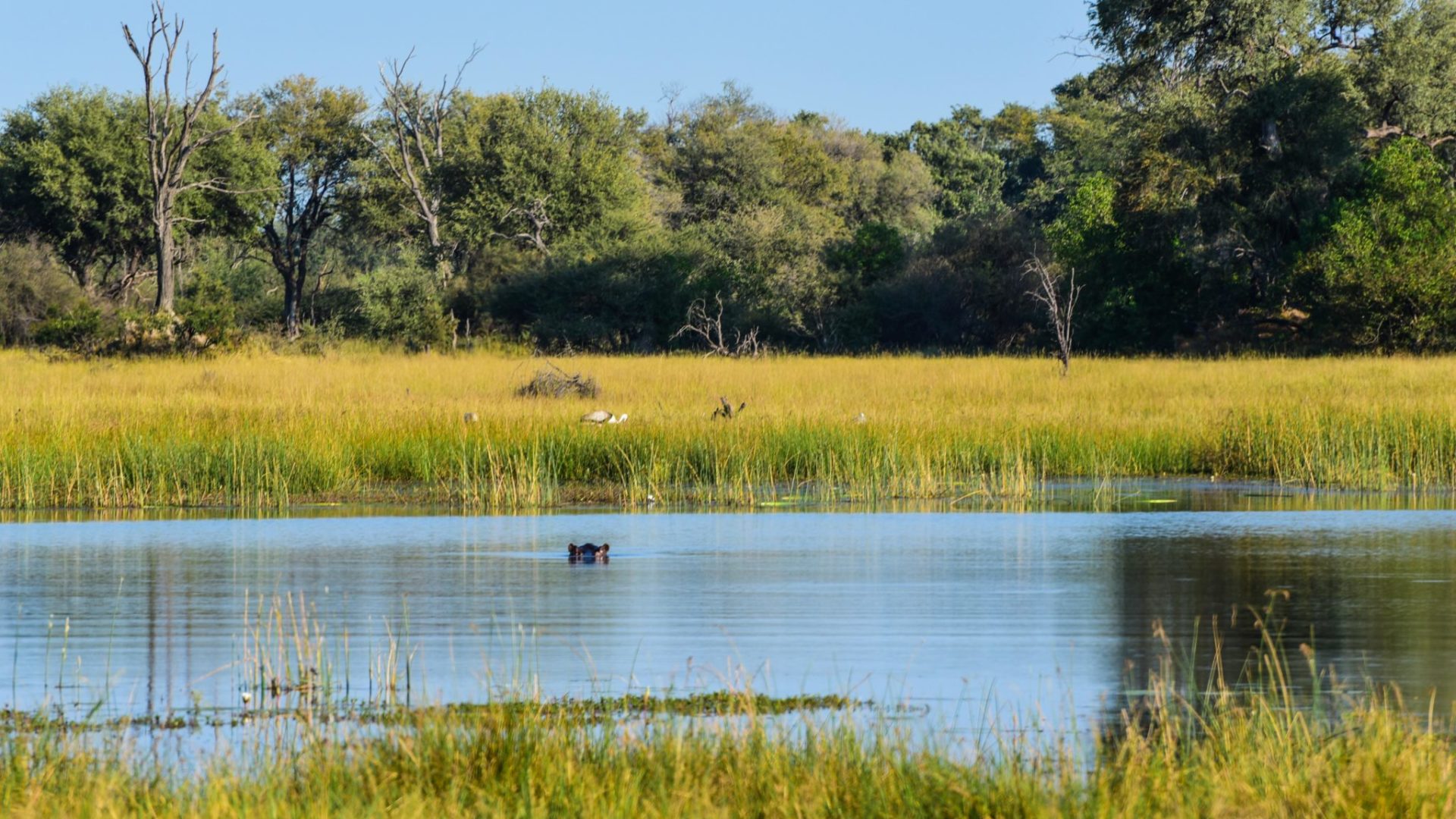 Botswana Kwapa Camp hippo