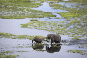 Botswana elephants crossing