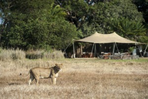 Botswana mobile safari lion in camp