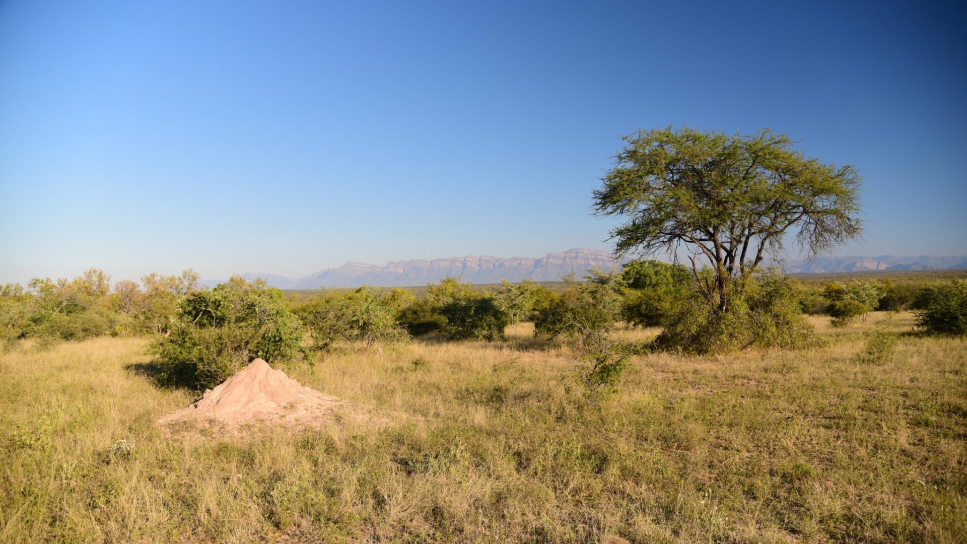 Ecotraining Karongwe Game Drive