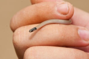 Ecotraining Centipede eater
