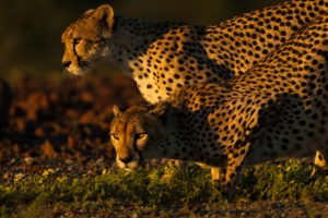 Ecotraining Cheetah