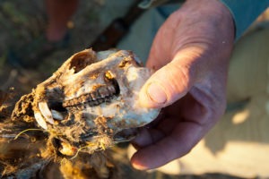 Ecotraining Dassie skull