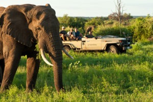 Ecotraining Elephant bull and vehicle