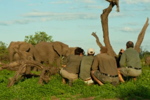 Ecotraining Elephant on foot 1