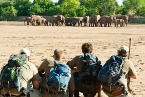 Ecotraining Elephants in rivebed