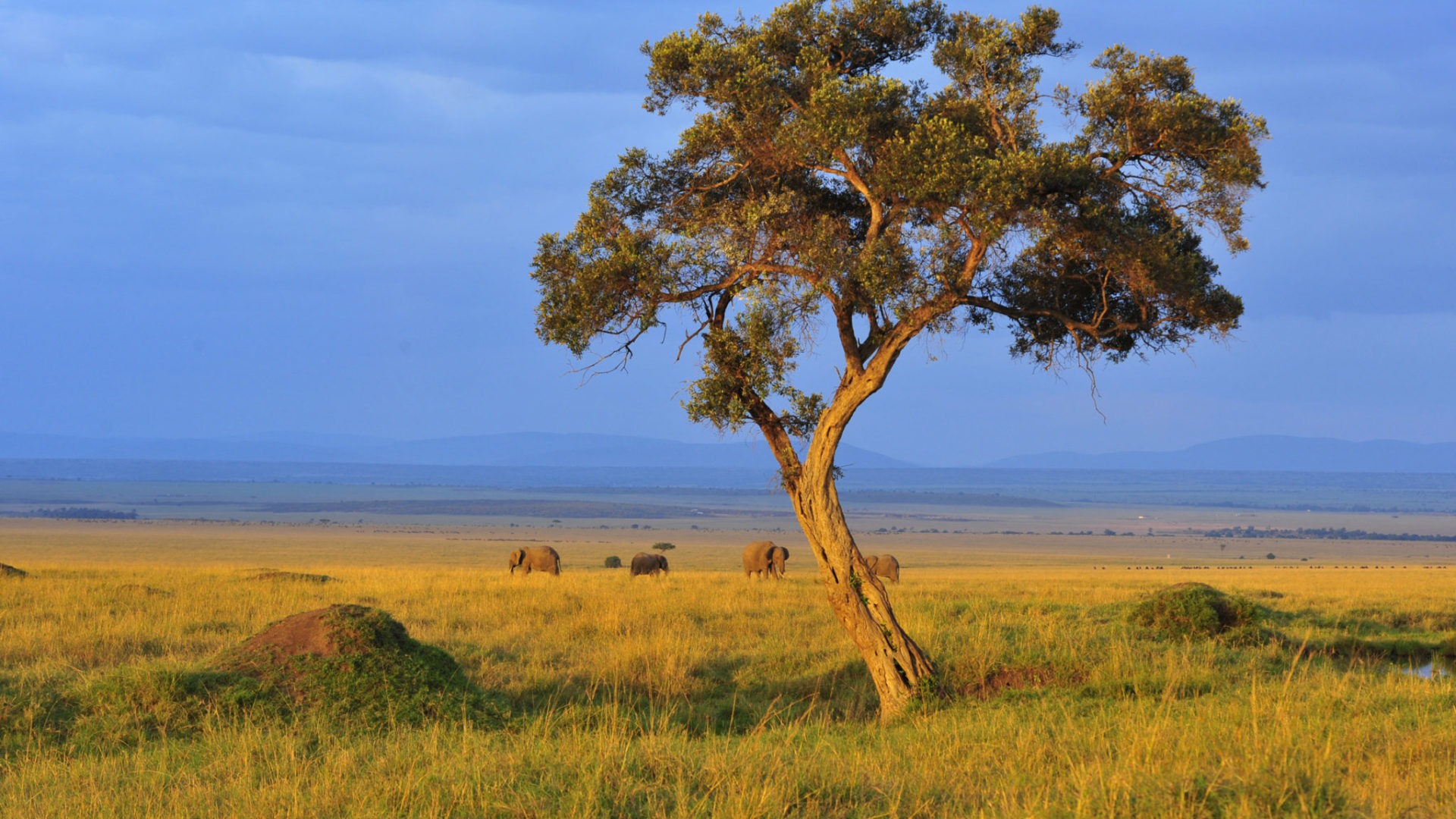 Ecotraining Kenya Landscape
