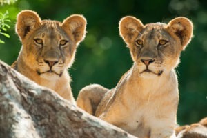 Ecotraining Lion Cubs