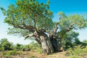 Ecotraining baobab flowering