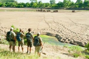 Ecotraining elephants in riverbed