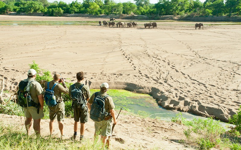 Ecotraining elephants in riverbed