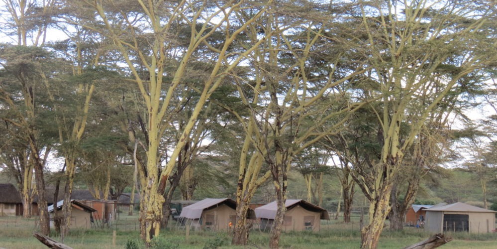 Ecotraining lewa camp