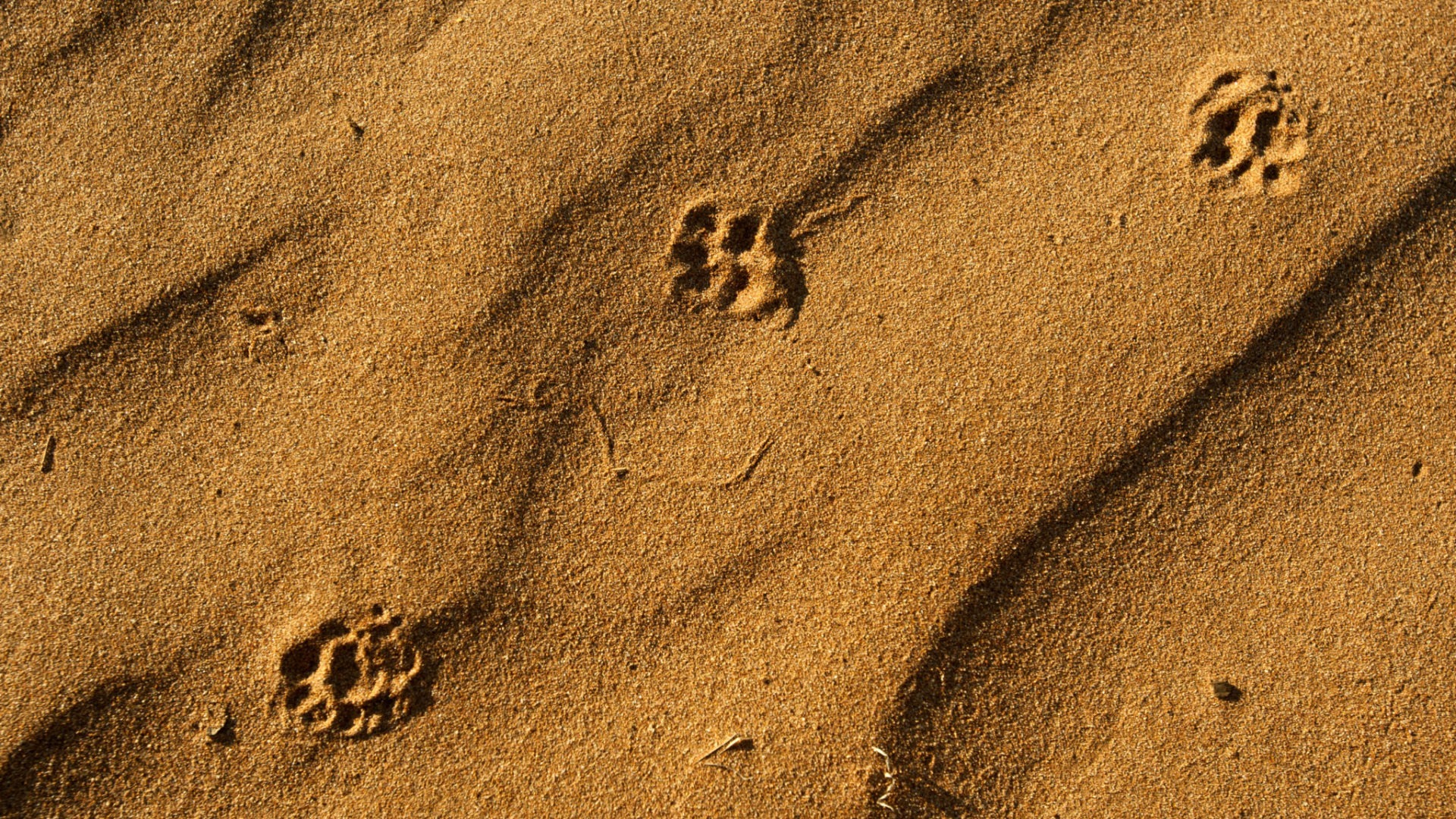 Ecotraining tracking sand