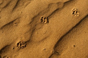 Ecotraining tracking sand