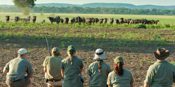 Ecotraining trails guide buffaloes