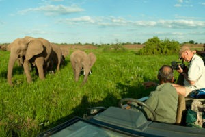 Ecotraining wide angle banner elephants car