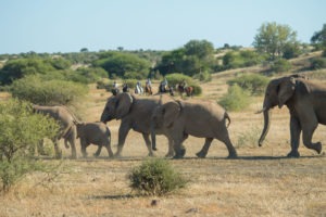 Northern Tuli Botswana horse riding with elephants