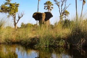 Trans Okavango boating expedition elephant close up