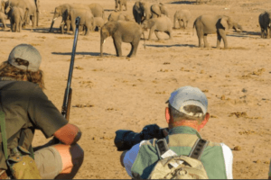Tuli botswana walking safari elephants on foot