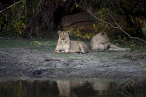 Zambia Kafue Busanga mobile safari lions