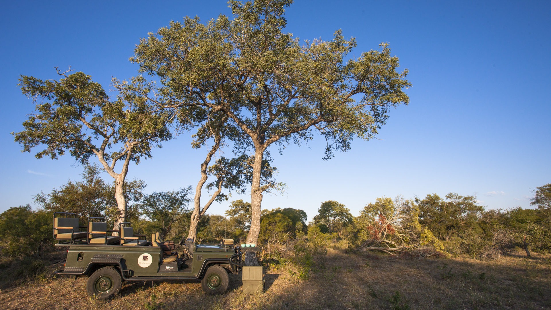bateleur timbavati game drive