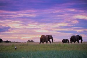 botswana elephant photo safari chobe national park