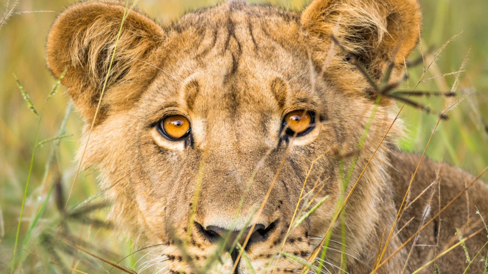 botswana lion by craig parry photo safari