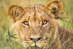 botswana lion by craig parry photo safari