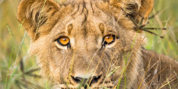 botswana lion by craig parry photo safari