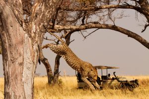 botswana okavango delta shinde camp luxury 17