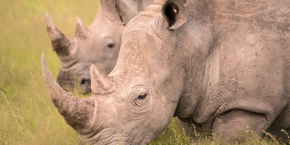 Was Heißt Rhino Auf Deutsch safarifrank.de