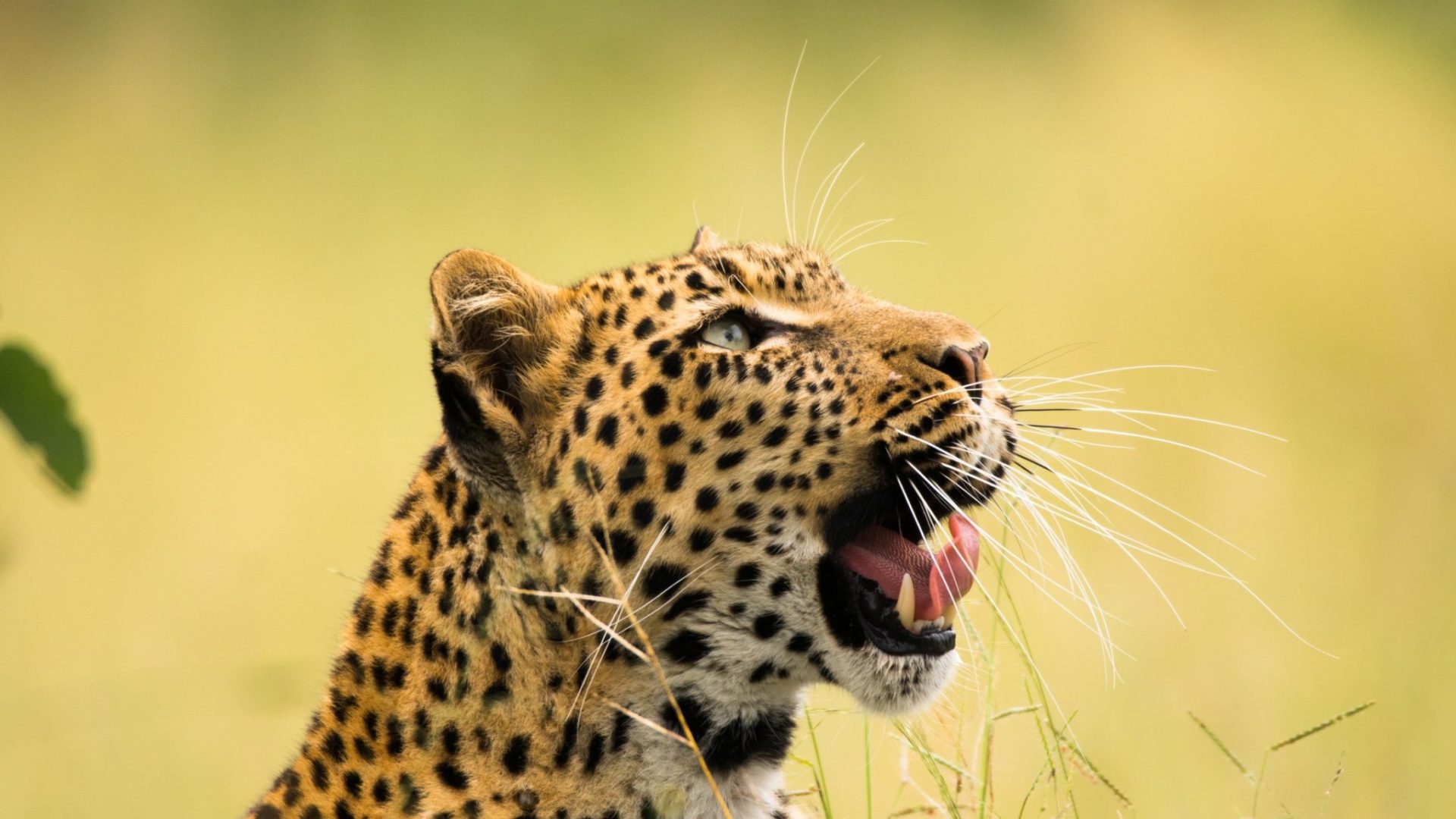 botswana safari photo leopard leopard big five