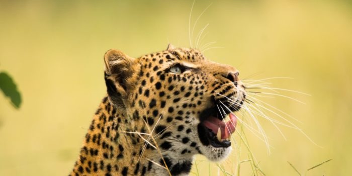 botswana safari photo leopard leopard big five