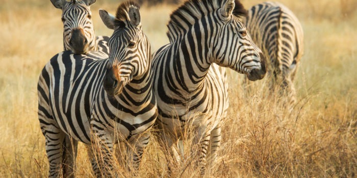 botswana savuti savute safari lodge chobe 6