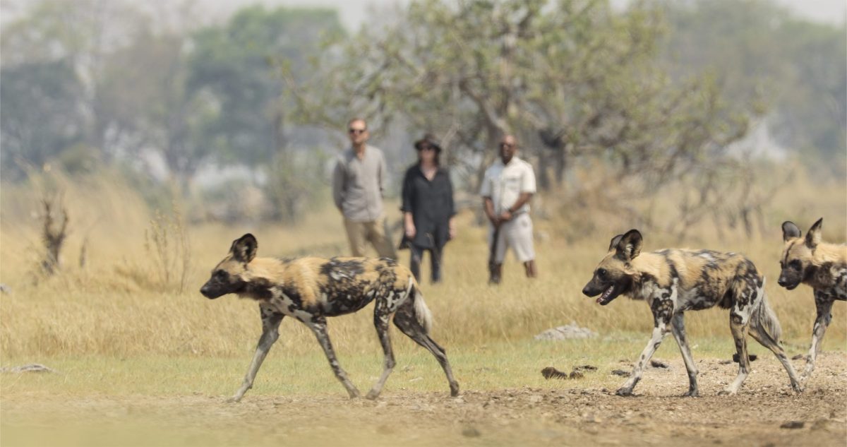 botswana okavangodelta luxury shinde footsteps23
