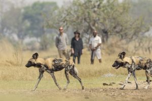 botswana okavangodelta luxury shinde footsteps23