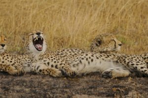 busanga plains cheetah relax