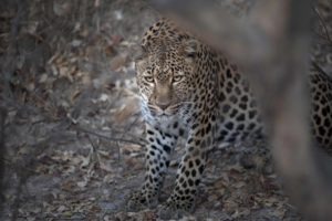 busanga plains kafue leopard zambia