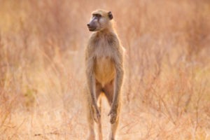 chobe baboob standing
