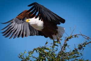 chobe fish eagle flying