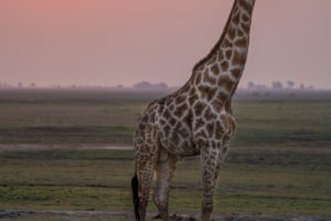 chobe giraffe sunset