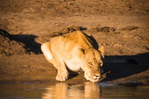 chobe lioness drinking